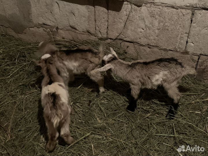 Козлята