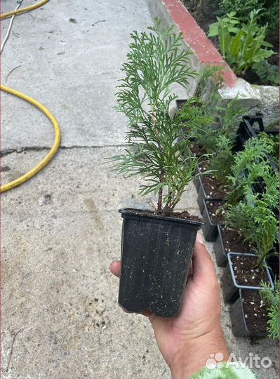 Саженцы туи смарагд из питомника