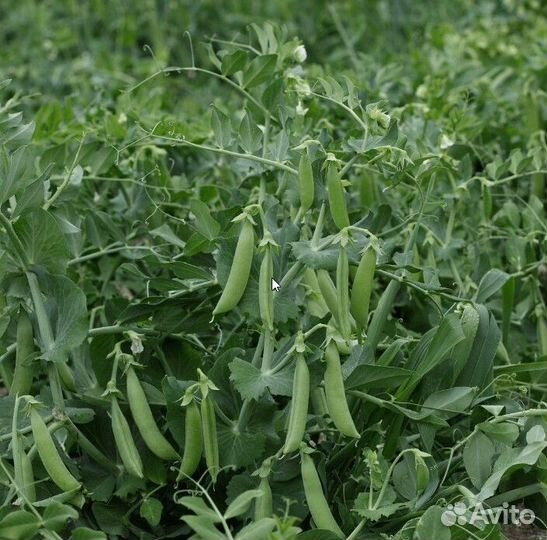Горох горошек зелёный в стручках