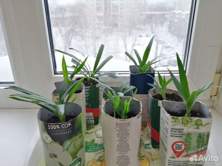 Комнатные растения, цветы