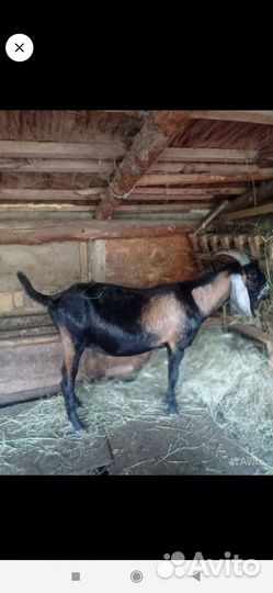 Продам чиста кровного нубийца