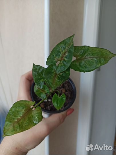 Эпипремнумы (сциндапсусы), сингониумы