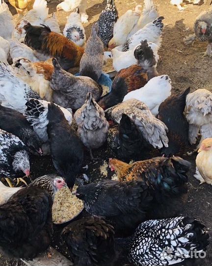 Инкубационные яйца смесь разных пород