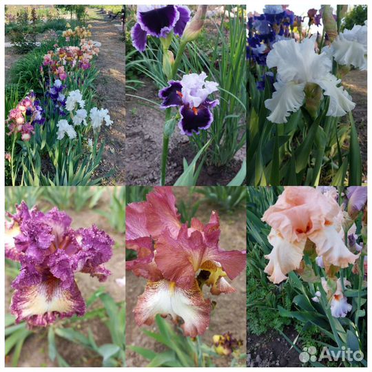 Ирисы сортовые