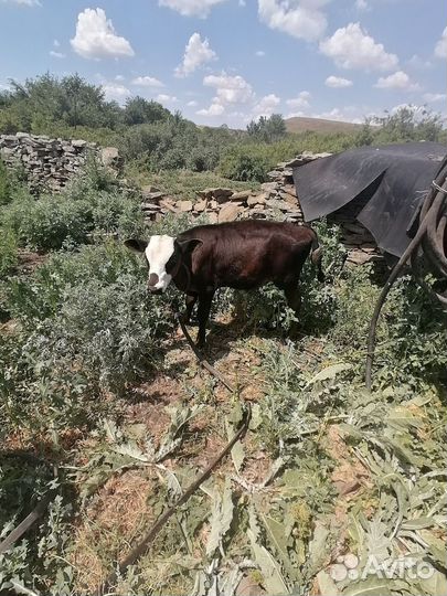 Быки и тёлочки