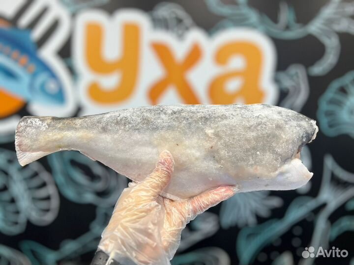 Рыба скумбрия, минтай, пикша, пангасиус