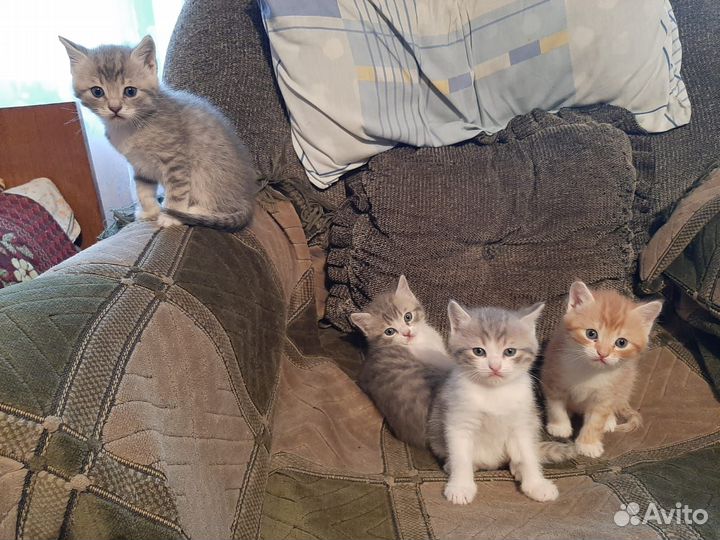 Котики маленькие бесплатно в добрые руки