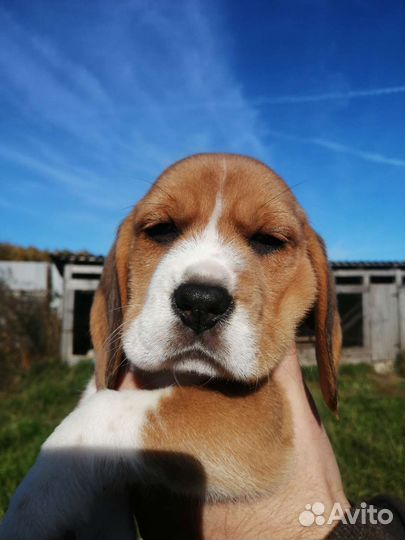 Щенки бигль из питомника