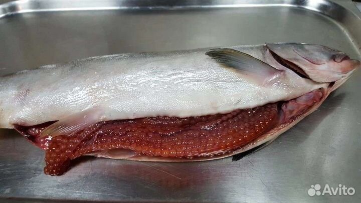 Горбуша икряная Камчатка