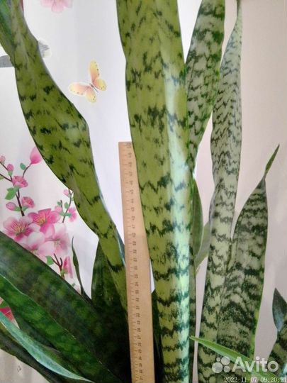 Сансевиерия щучий хвост