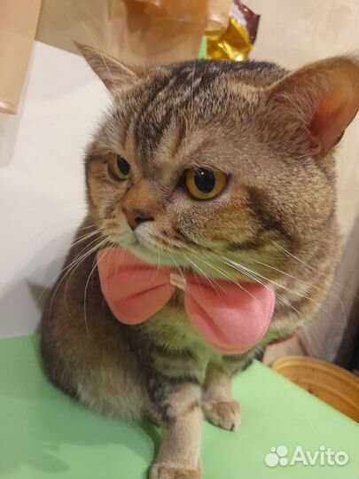 Шотландский кот вязка