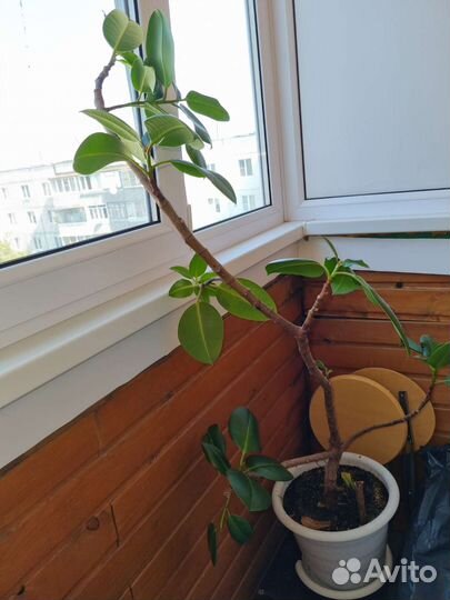 Фикус каучуконосный