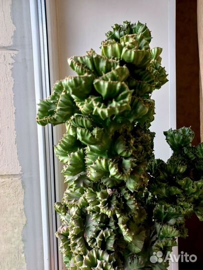 Кактус монстрозный