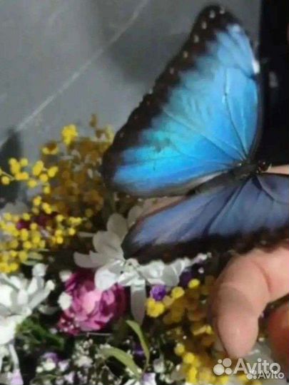Бабочки к вашему дню