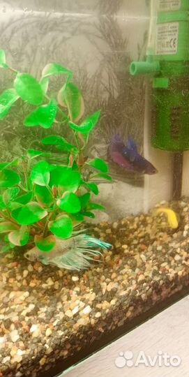 Аквариум с рыбками