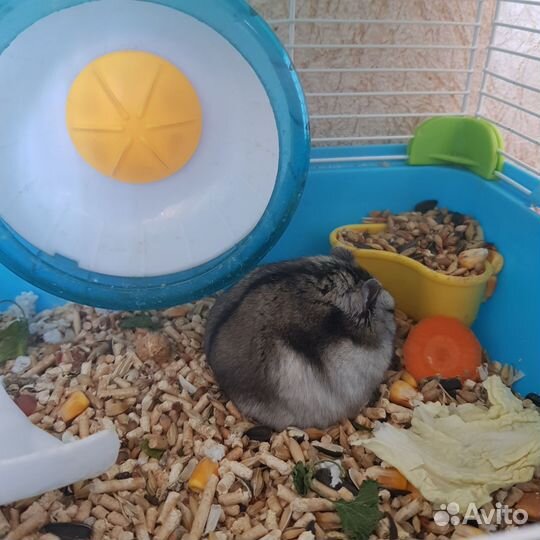 Хомяк джунгарский с клеткой