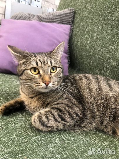 Тигровый Митюша