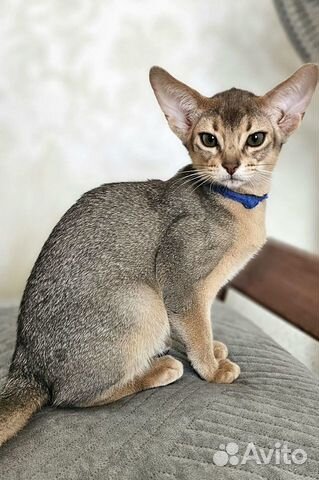 Абиссинская кошка для ценителей породы