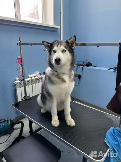 Щенки хаски