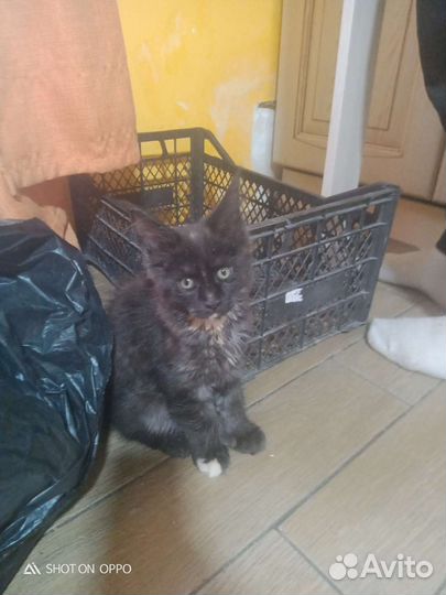 Кошечка Мей Кун