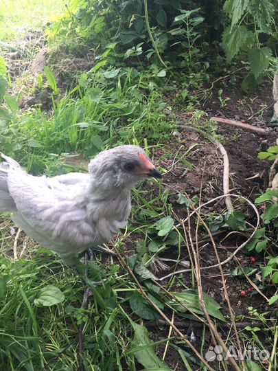 Амераукана лаванда петушки