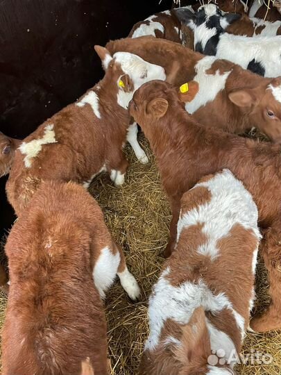 Телята бычки мясная порода, молочная