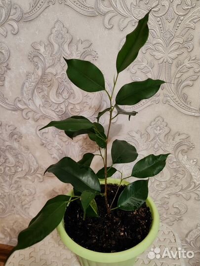 Фикус (высокорослый)