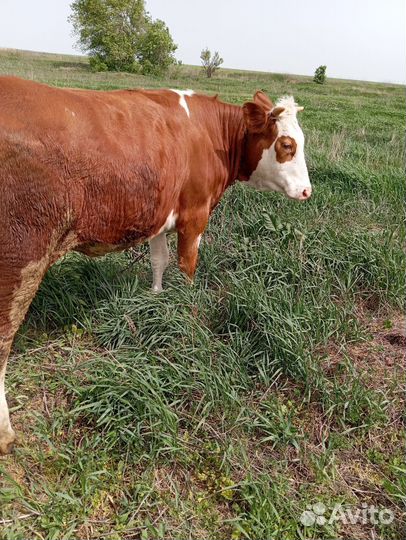 Телка стельная