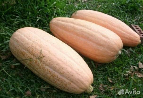 Семена тыквы розовый банан