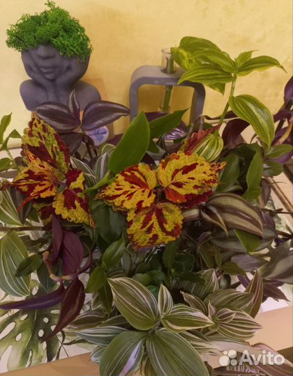 Комнатные растения