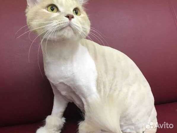 Стрижка кошек, экспресс линька кошек