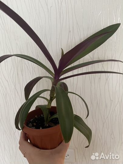 Традесканция рэо