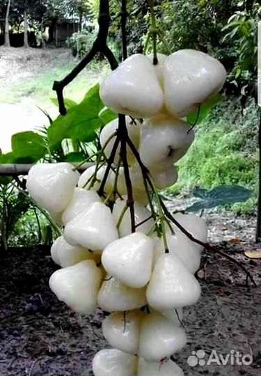 Яблоня Белая роза