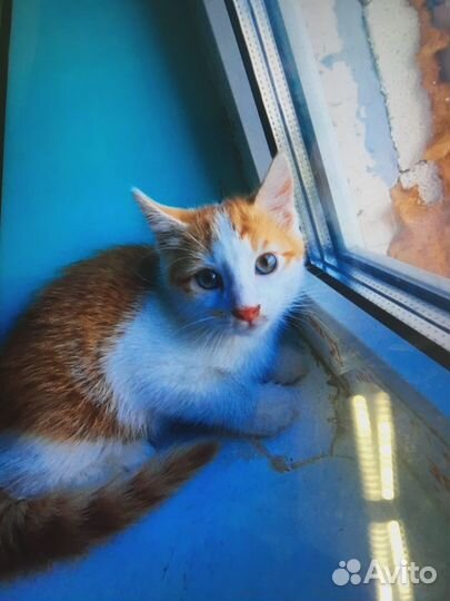 Отдам бесплатно