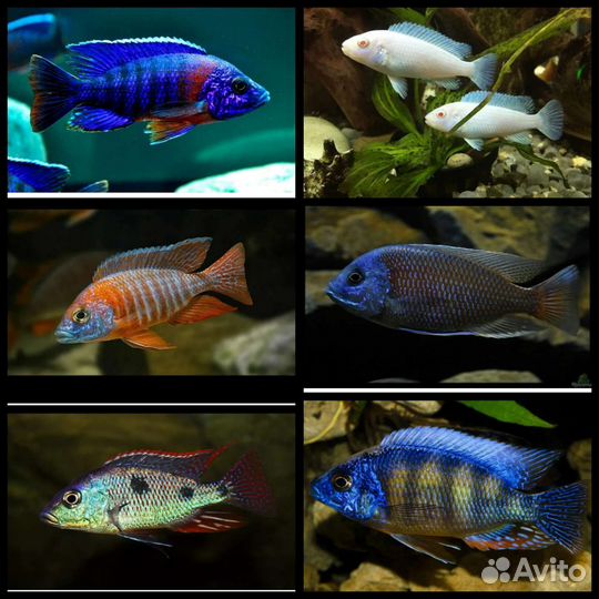 Аквариумные рыбки,аулофорус