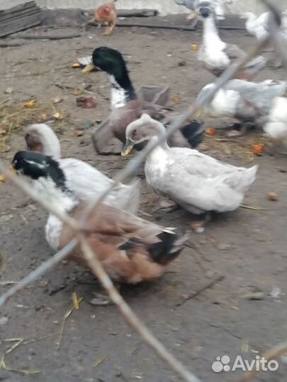 Утки голубой фаворит