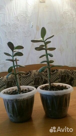 Комнатные растения.Денежное дерево