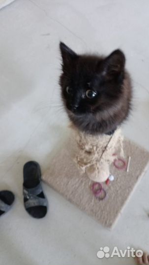 Очаровательный котенок