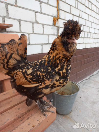 Инкубационное яйцо