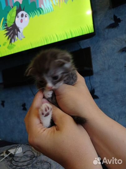 Маленькие котята