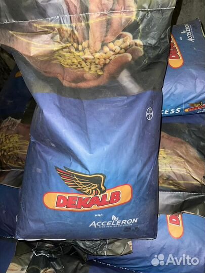 Семена кукурузы DKC 5075