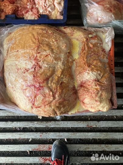 Еда собакам