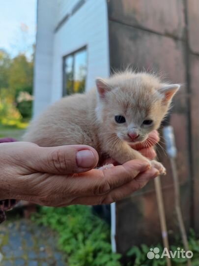 Кошки в добрые руки бесплатно