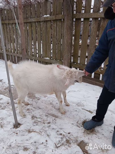 Продается козлик