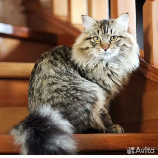 Сибирская