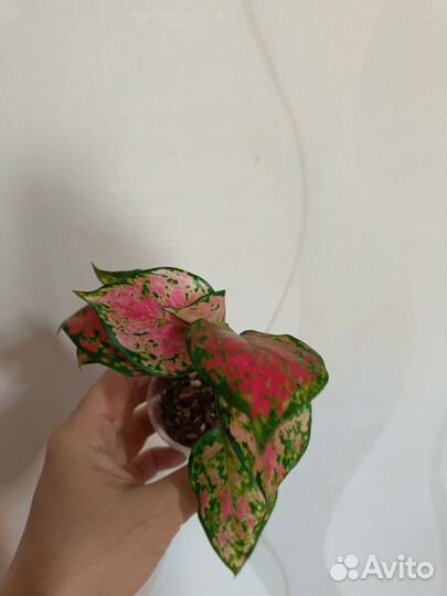 В Наличии агланемы,Монстеры