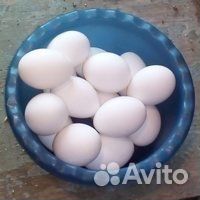 Домашние куриные яйца