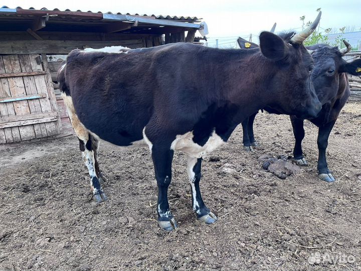 Корова дойная с теленком. Звоните объясню