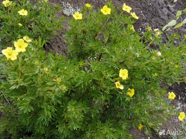 Лапчатка желтая/белая Высота от 50см