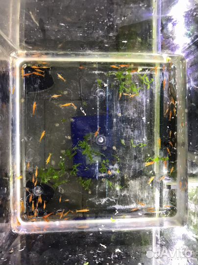 Карликовый оранжевый рак